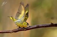 Cizek lesni - Spinus spinus - Eurasian Siskin 6167